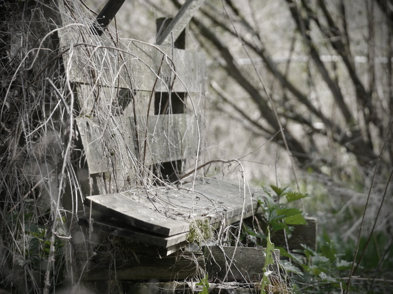 selective focus, garden, focus on foreground, abandoned, decay, lake, dandelion, outdoors, 4K, old bench, day, lonely, kahl, nature, close-up, no people