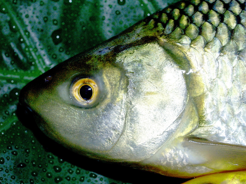one animal, camouflag, disguise, green color, pelecus, vertebrate, antenna, no people, roach, bream, food and drink, food, freshwater, cyprinidae, seafood