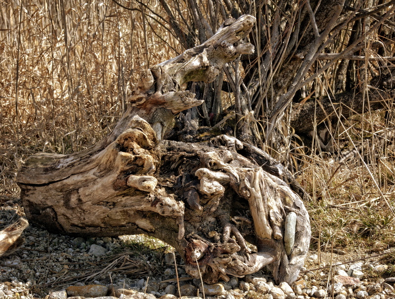 day, tree trunk, trunk, no people, tranquility, dry, root, lonely, nature, driftwood, bleak, washed up on, land, chiemsee, weathered, textured, outdoors