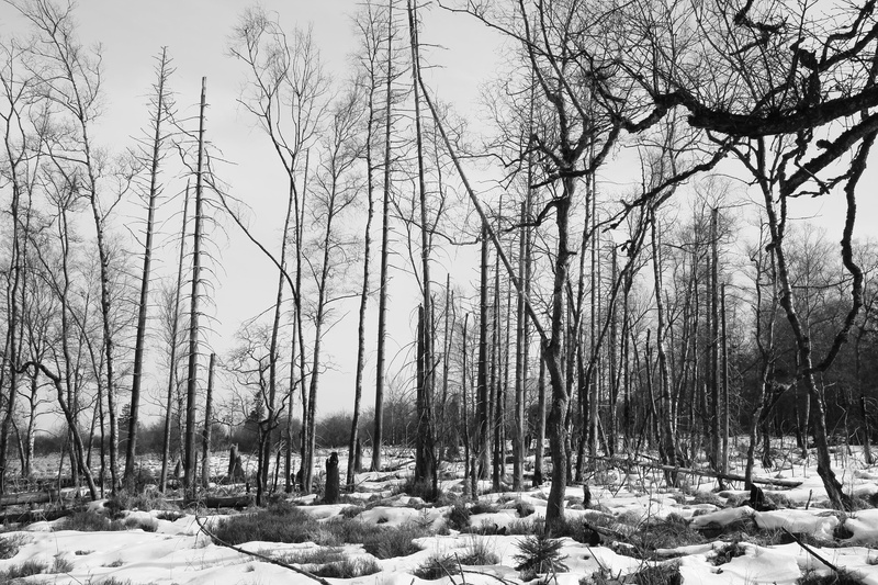 gloomy, day, bare tree, frozen, sad, 5K, kahl, loneliness, beauty in nature, field, black and white, waldsterben, forest, trees, tranquil scene, land