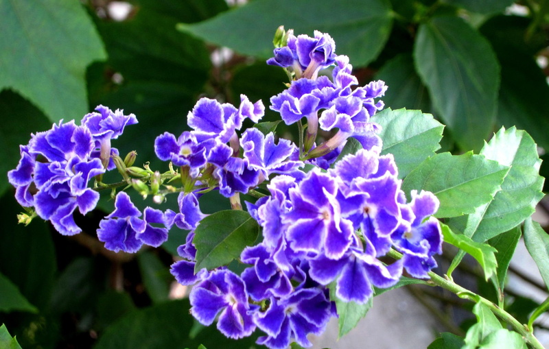 1080P, graceful flower, duranta, cv, repens, 3d and abstract, violet blue, pretty, poisonous fruits