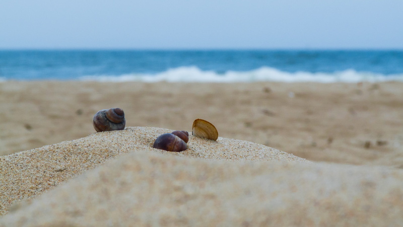 nut - food, horizon, lazur, food and drink, land, close-up, day, horizon over water, sky, shell, pebbles, sand, sandy beach, the baltic sea, outdoors, the coast