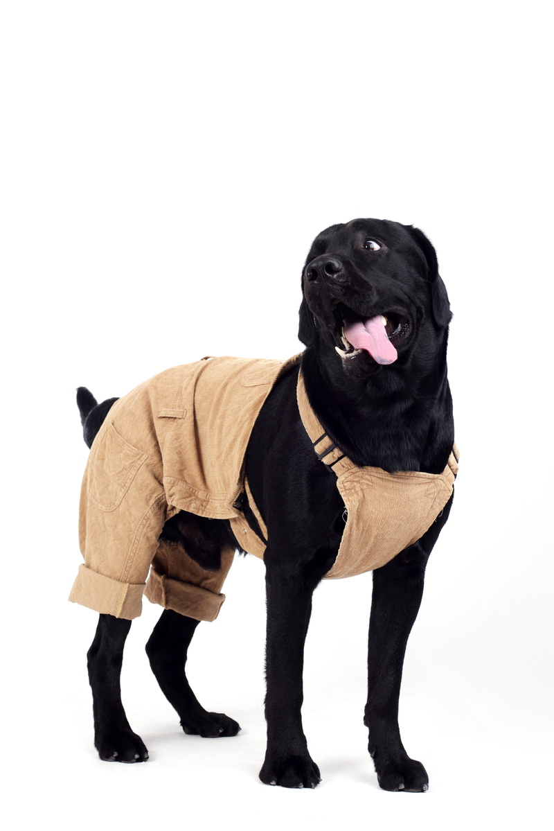 mammal, people, indoors, sitting, 4K, vertebrate, cut out, one animal, copy space, dog, purebred dog, full length, small, domestic, canine, studio shot