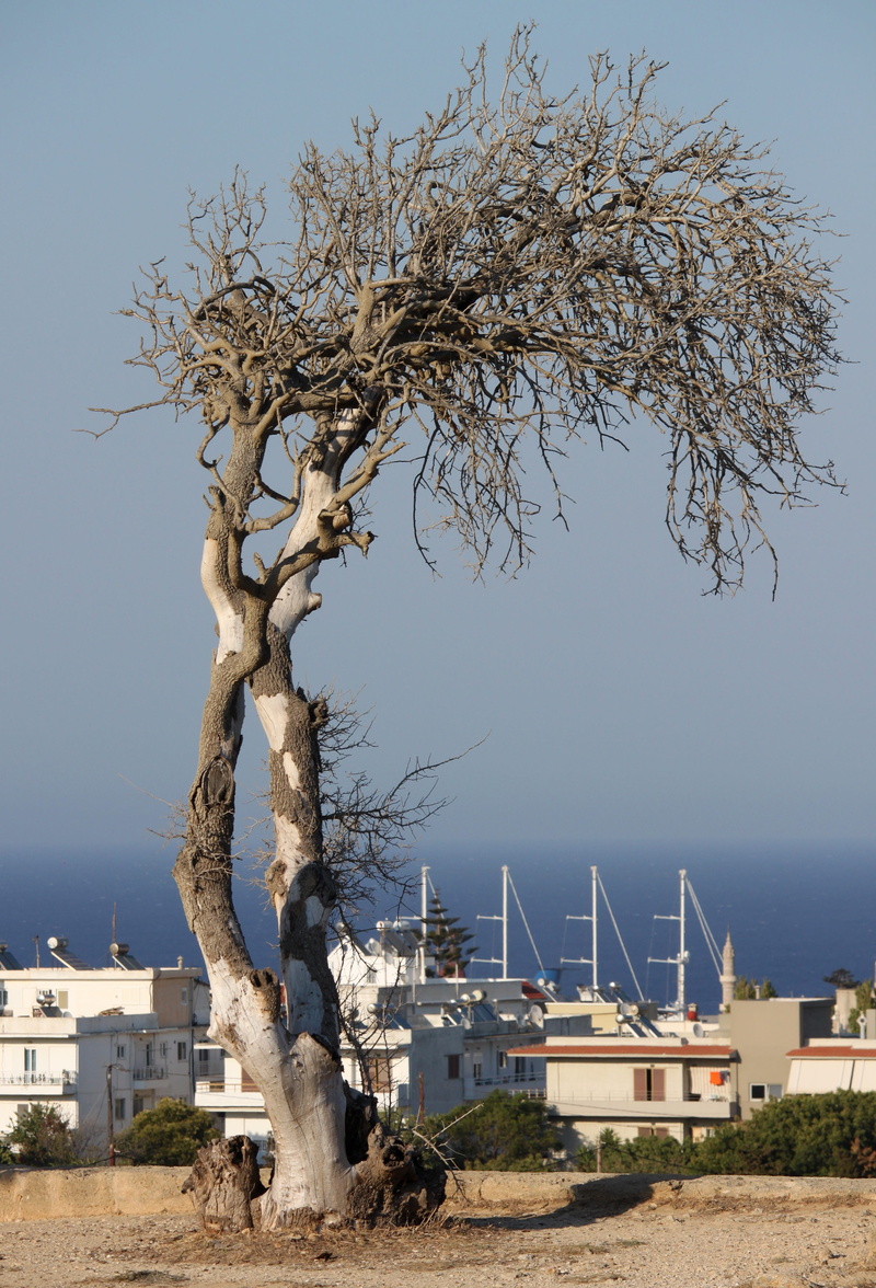 branch, city, architecture, beauty in nature, sunlight, dead tree, land, building exterior, horizon house, sea, tree, water, outdoors, tree trunk, sky