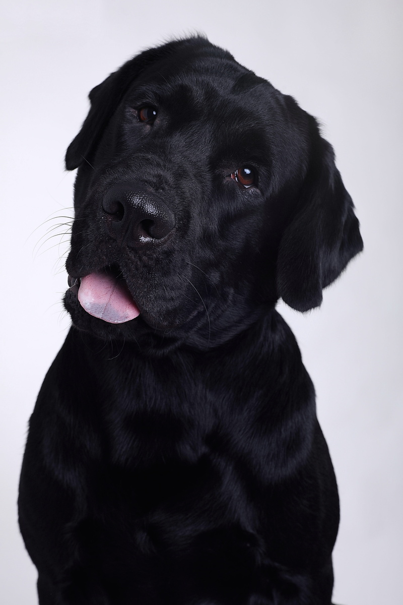black color, looking away, domestic, black labrador, close-up, canine, retriever, labrador, mammal, mouth open, dog, 5K, tongue, indoors, animal, no people