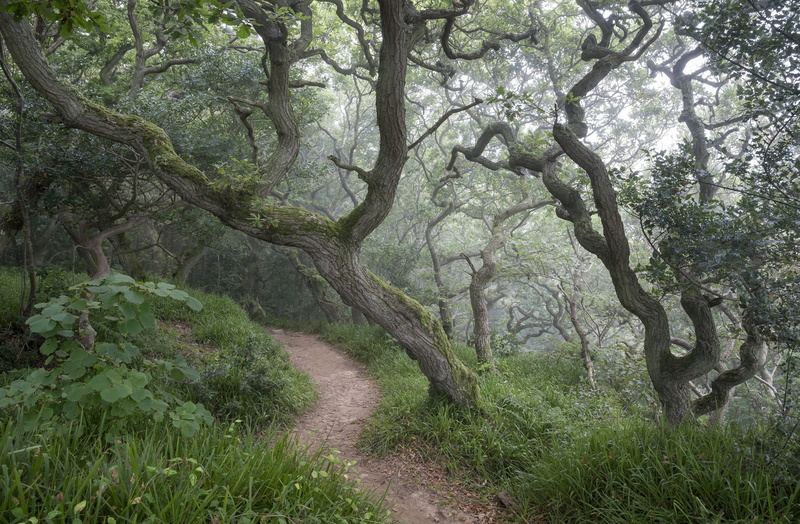 nature, 1080P, beauty, trail, landscape, forest, crooked trees
