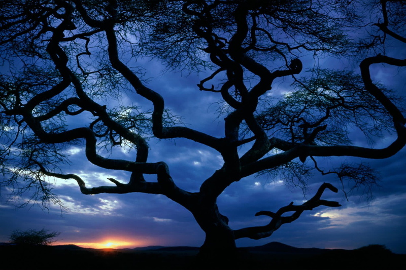 bare tree, beauty in nature, tree trunk, plant, twilight, tranquility, sky, branch, clouds, 1080P, sunset, scenics - nature, low angle view, idyllic, nature
