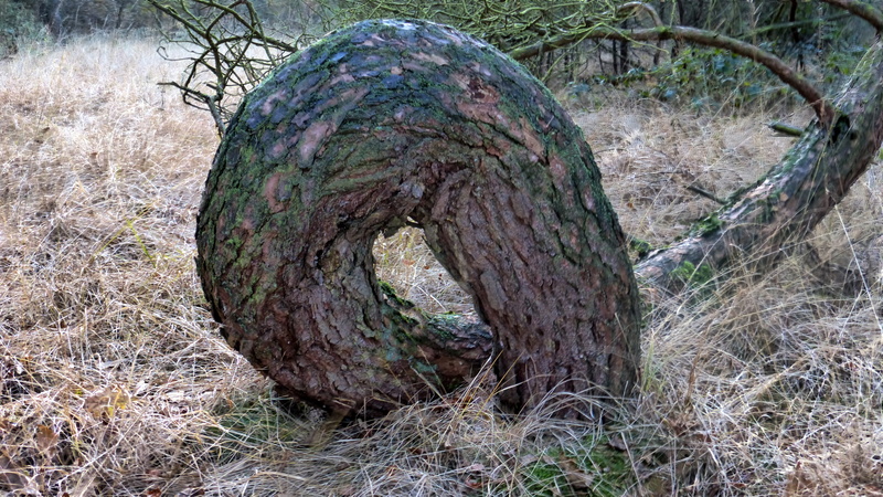 tranquility, tree trunk, grass, Nature, field, 4K, outdoors, bark, Growth, destruction, old, Forest, baustamm, Tree, textured, no people, woodland, Crooked