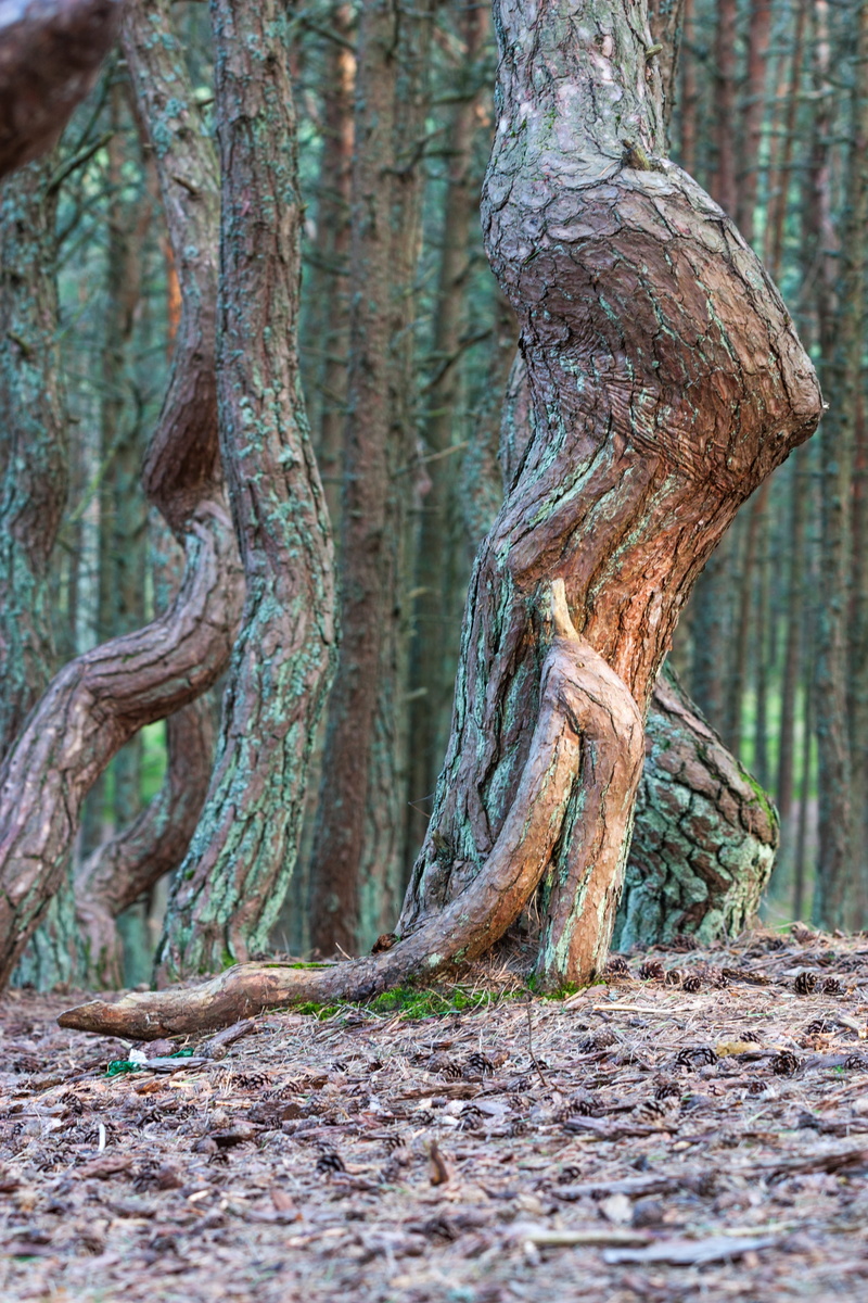 close-up, woodland, no people, baltika, wood - material, curves, natural condition, russia, coniferous tree, plant, scenics - nature, crooked, selective focus