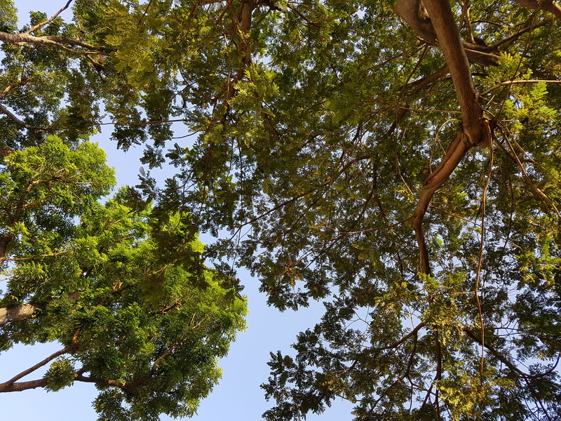tranquility, growth, tree trunk, tree canopy, branch, block 307 hdb serangoon, leaf, plant, beauty in nature, no people, high, trees, 4K, directly below