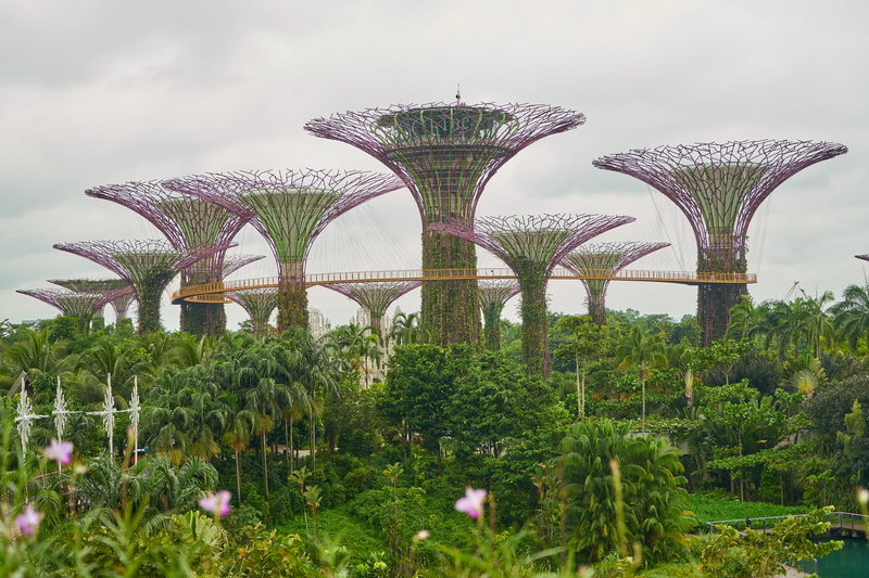 outdoors, plant, travel, green, asian, vivid color, sky, garden, current season, growth, flower, season, day, beauty, outdoor, park, Singapore, beautiful