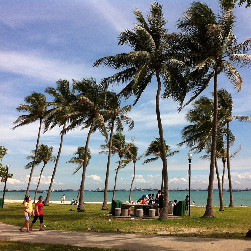 tree, land, scenics - nature, beauty in nature, singapore, water, palms, leisure activity, nature, people, sea, beach, plant, breeze, day, growth, 1080P