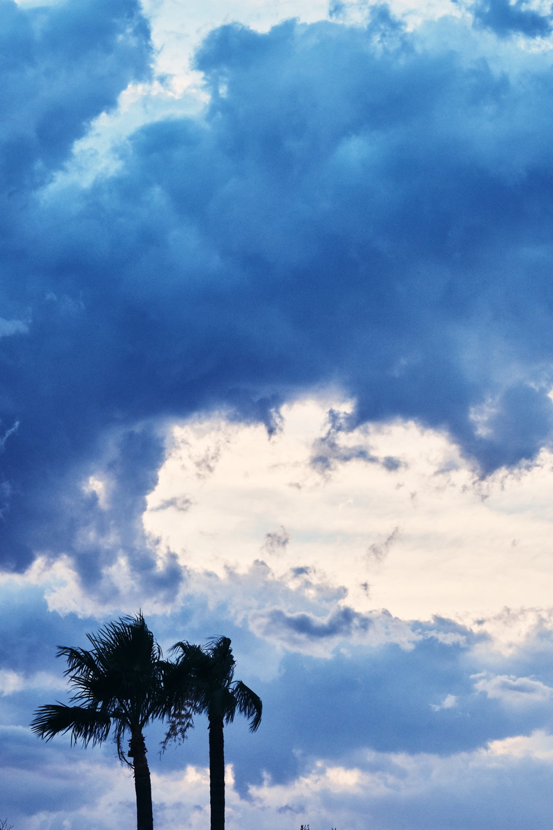 fuji xt2, light, low angle view, moody, tranquility, palm tree, palm leaf, silhouette, outdoors, monsoon, tropical climate, coconut palm tree, plant, beauty in nature