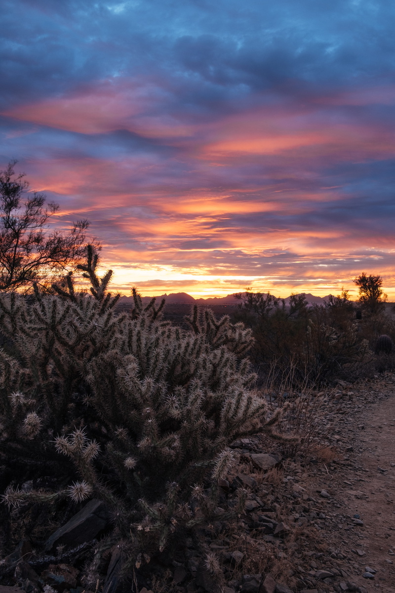 land, x-t2, no people, phoenix, idyllic, nature, sunset, growth, apache wash trailhead, beauty in nature, trees, fujix, explore, scenics - nature, field