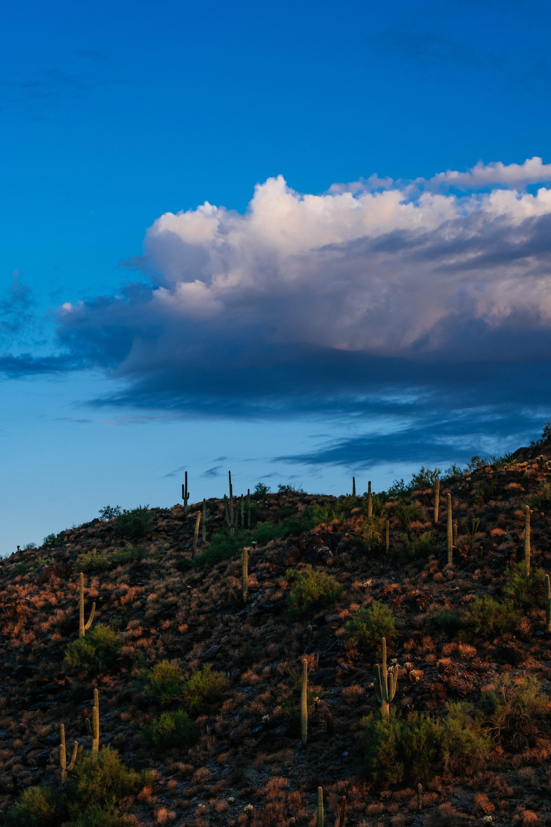 cloud, desert, cloudscape, no people, tree, fuji, non-urban scene, outdoors, dry, beauty in nature, idyllic, blue, 5K, summer, low angle view, day, fujifilm