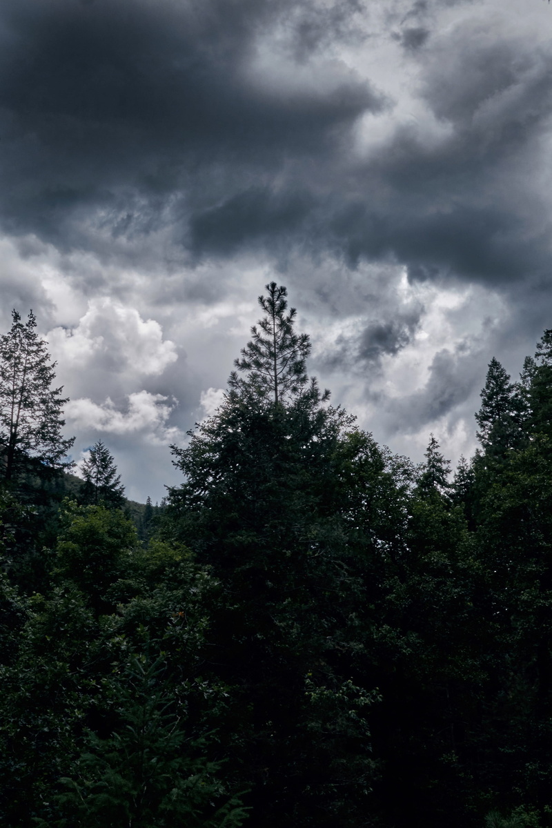 cloud - sky, coniferous tree, storm, nature, united states, land, scenics - nature, day, hiking, moody sky, forest, stormy, sky, treetop, plant, moody