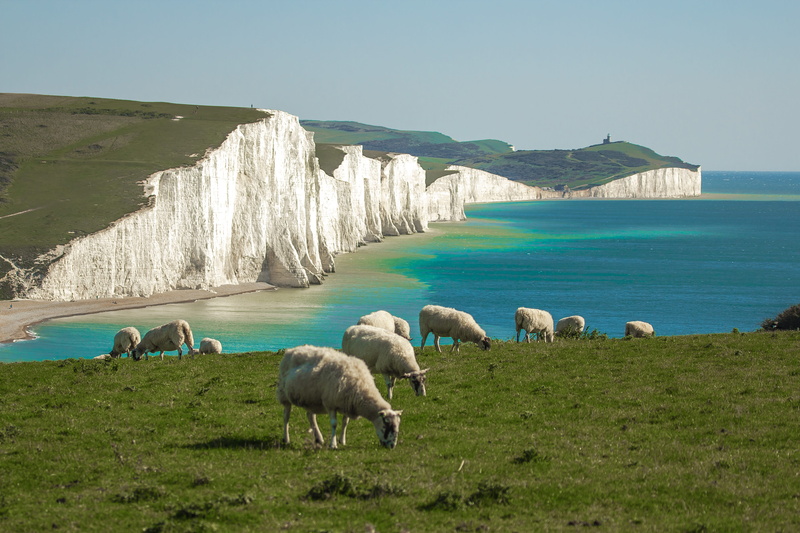 domestic, animal themes, vertebrate, field, no people, grazing, near, green, herd, group of animals, mammal, animal, panorama, outdoors, seven sisters