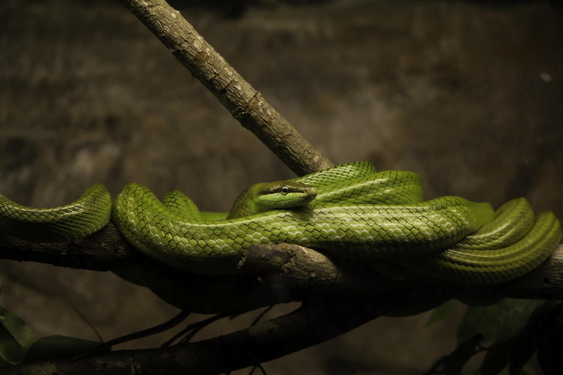 animal scale, reptile, animal head, outdoors, animal, animal body part, snake, animal wildlife, nature, 1080P, vertebrate, one animal, plant, macro, tree