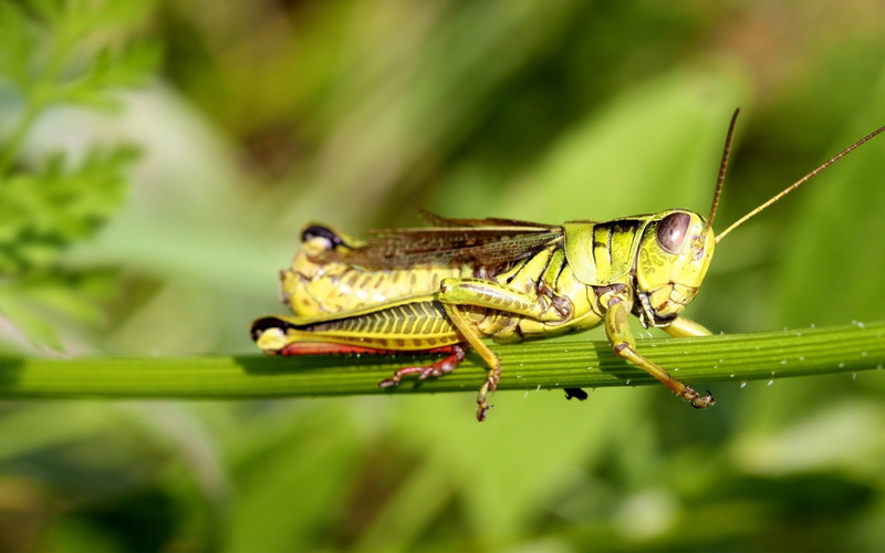 grasshopper, summer, no people, insect, macro, leaf, grass, one Animal, animal themes, sticks, animals And Pets, invertebrate, animal Antenna, plant, animals In The Wild