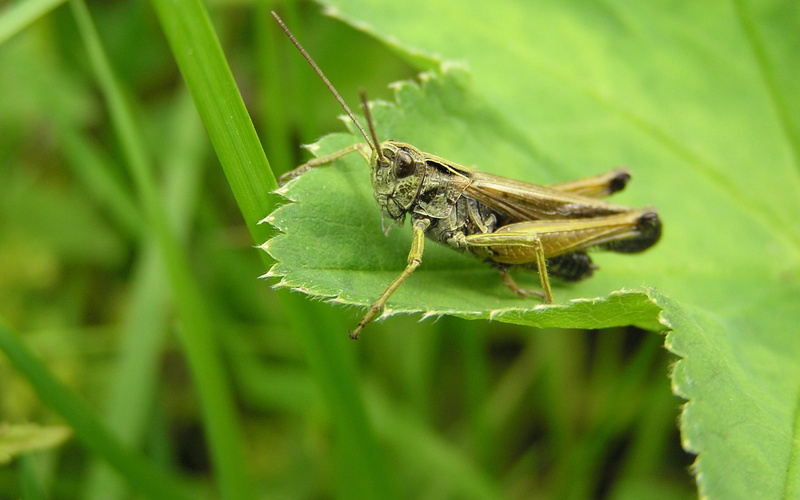 cricket, nature, day, locust, focus on foreground, animal themes, outdoors, animal wildlife, growth, no people, pest, invertebrate, plant part, insect