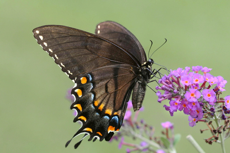 swallowtail, nature, Black Tiger, summer, fragility, purple, Richmond County  North Carolina, beauty In Nature, flower, 4K, blue  orange, purple flower