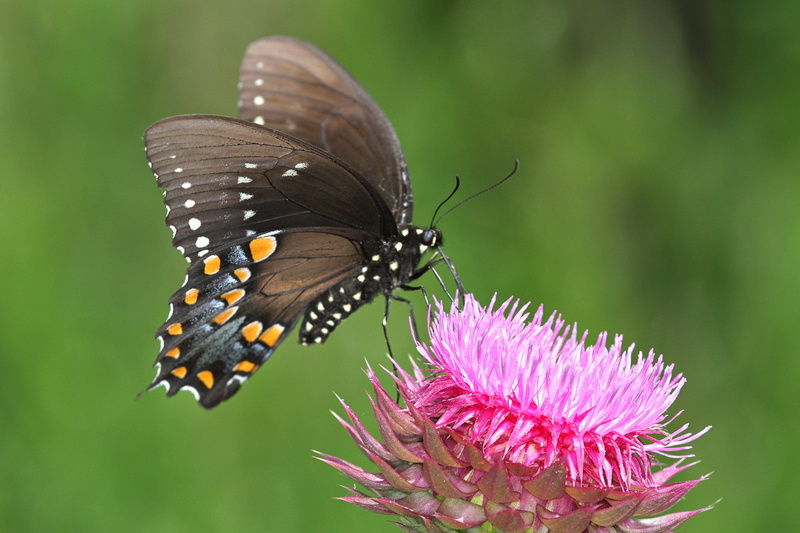 thistle, 1080P, Papilio  Troilus, pink, blue  orange, spicebush, papilio glaucus, winged, animal, black  blue, butterfly - Insect, flower, nature, yellow