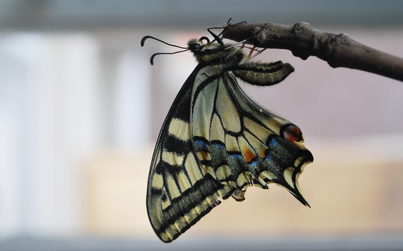 perched, animal body part, swallowtail butterfly, dot, wildlife, white, fauna, black, tiger, wood, great, ecology, large, butterfly, plant, multi Colored