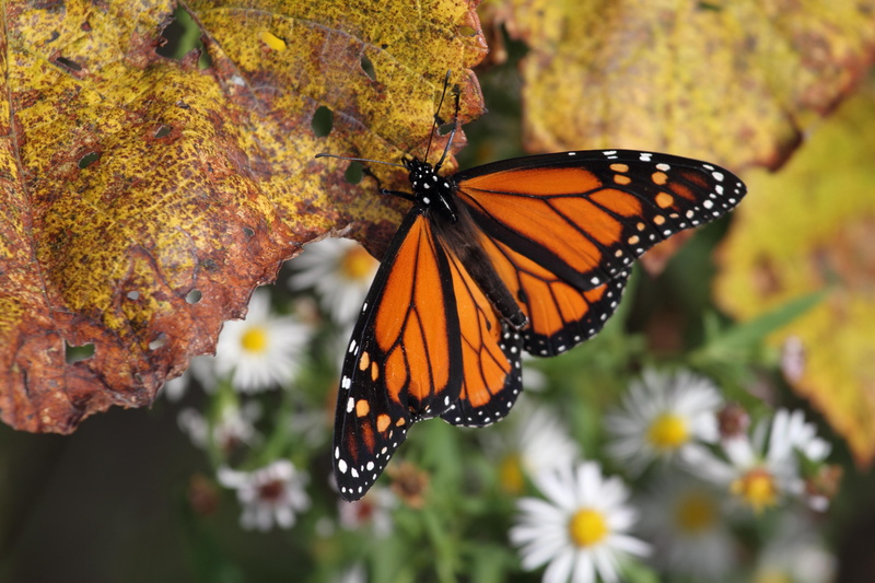 fly, one animal, nature, pollination, day, no people, orange color, red admiral, outdoors, flowering plant, butterfly - insect, 5K, leaf, butterfly isolated