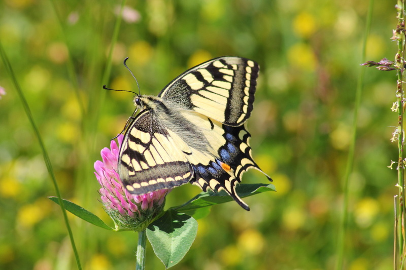 papilio, flower, pink, animal, beauty in nature, white, nature, insect, fragility, 4K, purple, wildlife, vulnerability, pollination, blue, black, one animal
