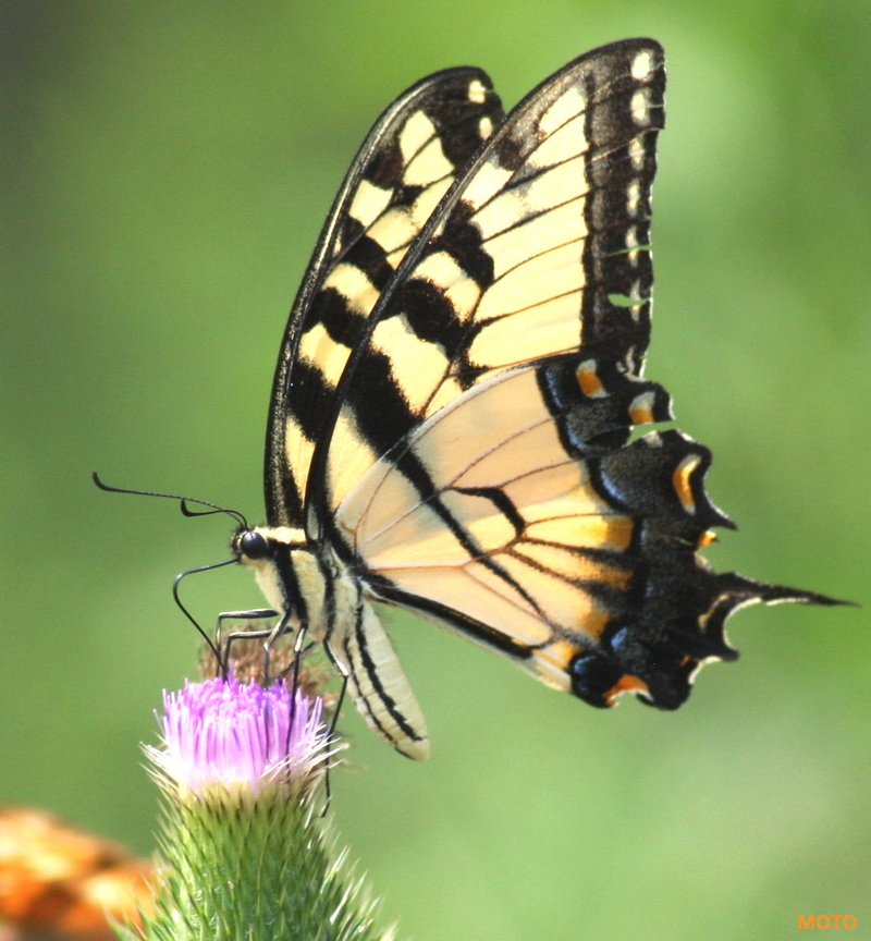 butterfly, black  orange, black butterfly, flower, nature, blue  eye, summer, eastern Tiger Swallowtail, animal, blue, beauty In Nature, Richmond County