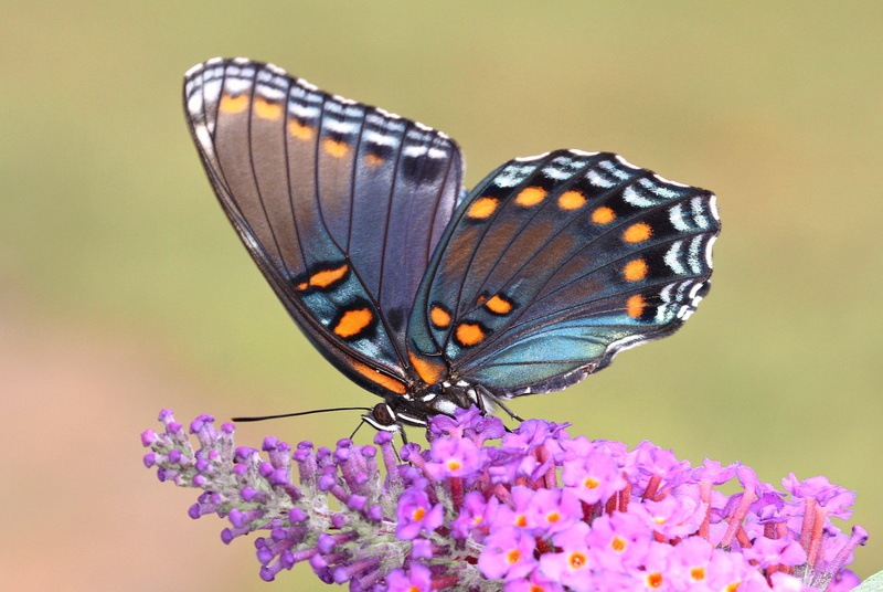 Limenitis arthemis, summer, nature, waves, close, Limenitis arthemis astyanax, richmond county, close up, thin film interference, purple, north carolina