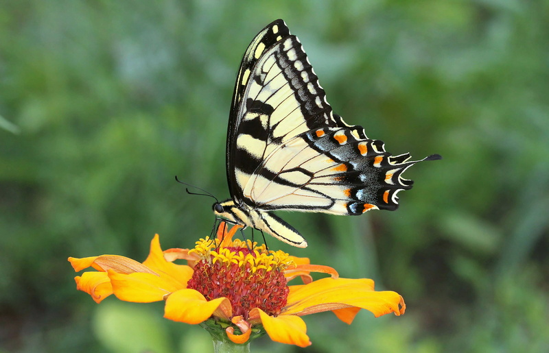 tiger, Richmond County, nature, black  blue, yellow, butterfly, flower, North Carolina, insect, beauty In Nature, multi Colored, Swallowtail Butterfly