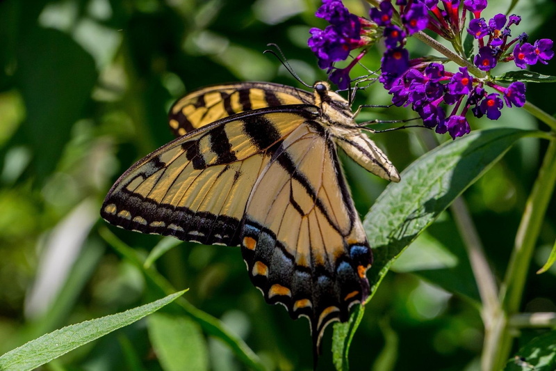insect, butterfly, 1080P, grass, flowers, leaves