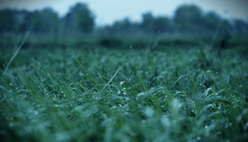 rural Scene, backgrounds, water drops, close-up, macro, selective focus, tranquility, season, green, grass, growth, crop, sunlight, field, nature, meadow