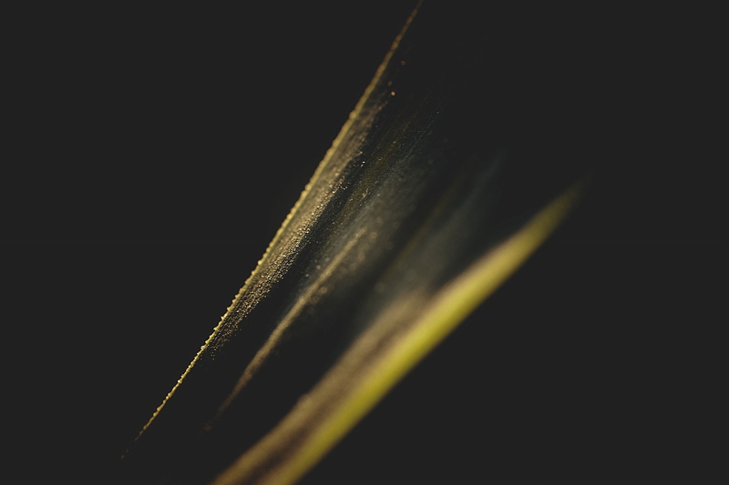 fragility, freshness, close-up, lights, still life, vulnerability, growth, single object, minimalism, black background, cut out, leaves, studio shot, no people