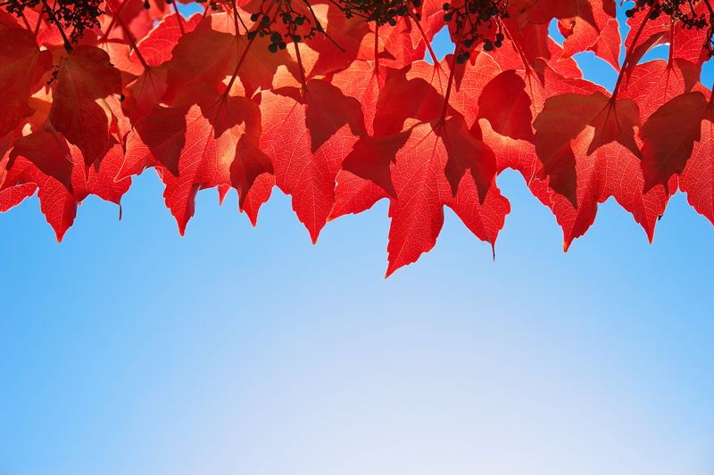 lined, forest, backgrounds, Autumn Leaves, Close-up, Austria, branch, outdoors, autumn, red leaf, sky, season, leaf, plant, 5K, yellow, nature, red, tree