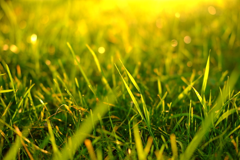 macro, green, grass, 4K, plants, blurred