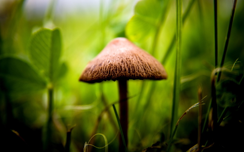 grass, mushroom, sunlight, 2K, blurred, macro, plants