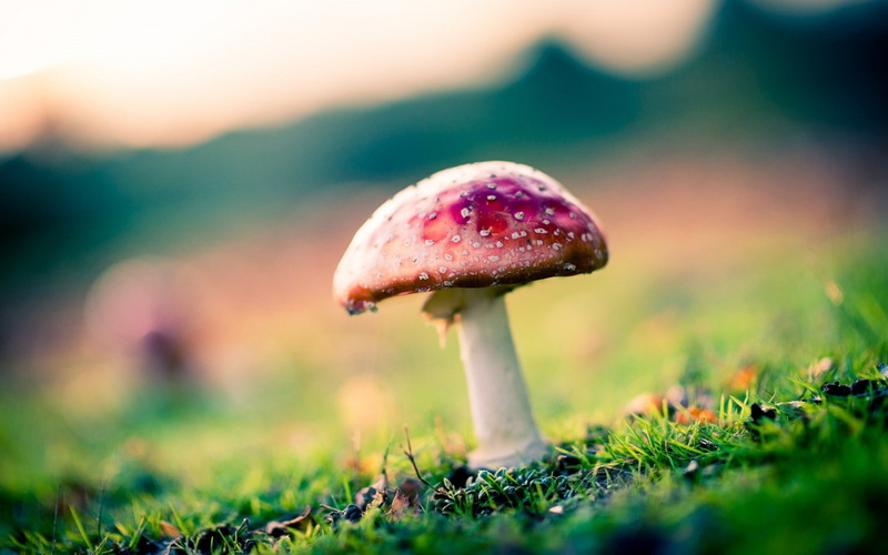 720P, blurred, grass, nature, plants, mushroom