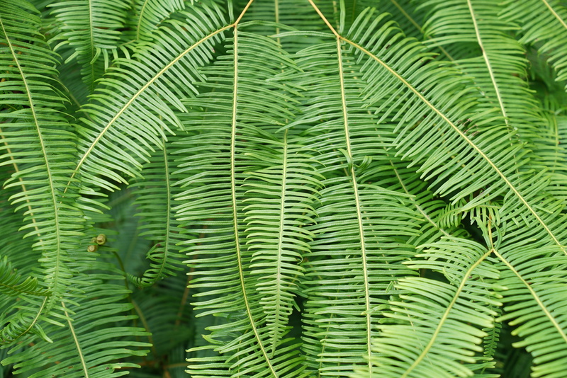 macro, plant part, nature, tranquility, tropical jungle, fern, full frame, exaltata, freshness, nephrolepis, close-up, outdoors, backgrounds, plant, ferns