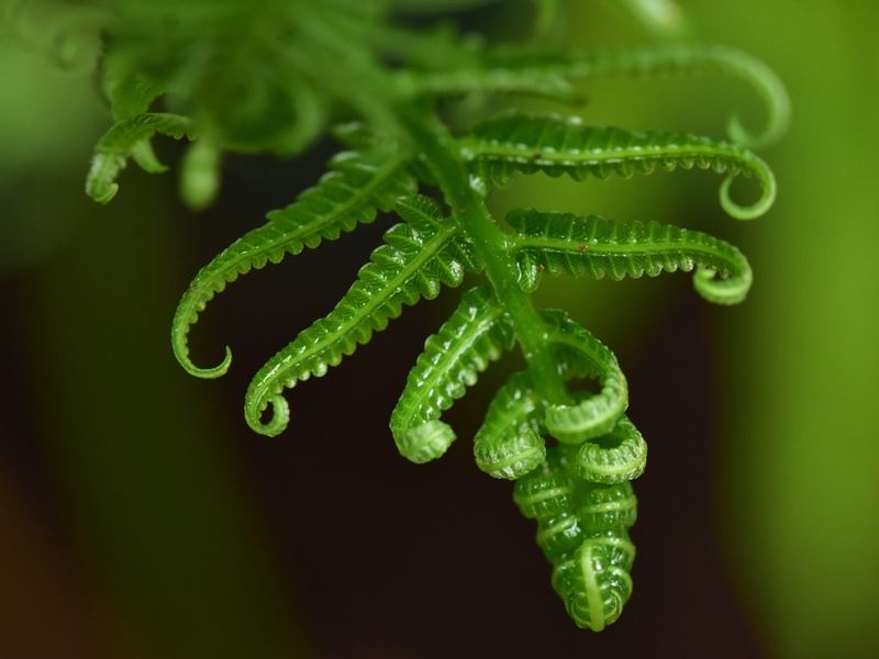 growth, plant, fragility, selective focus, plant part, 4K, freshness, ferns, foliage, curled up, close-up, black background, food and drink, frond, fern leaf