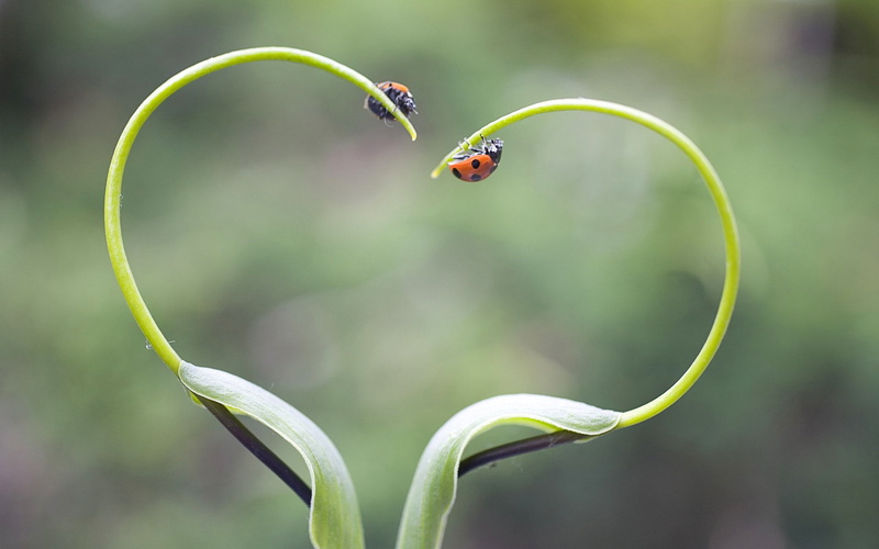 plant, one animal, 1080P, black, growth, animal wildlife, Grass, focus on foreground, invertebrate, beauty in nature, plant stem, green color, Love, outdoors