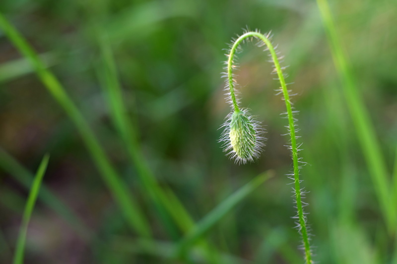detail, no people, selective focus, leaf, beauty in nature, green color, nature, focus on foreground, tranquility, wild poppy, field poppy, fragility, day