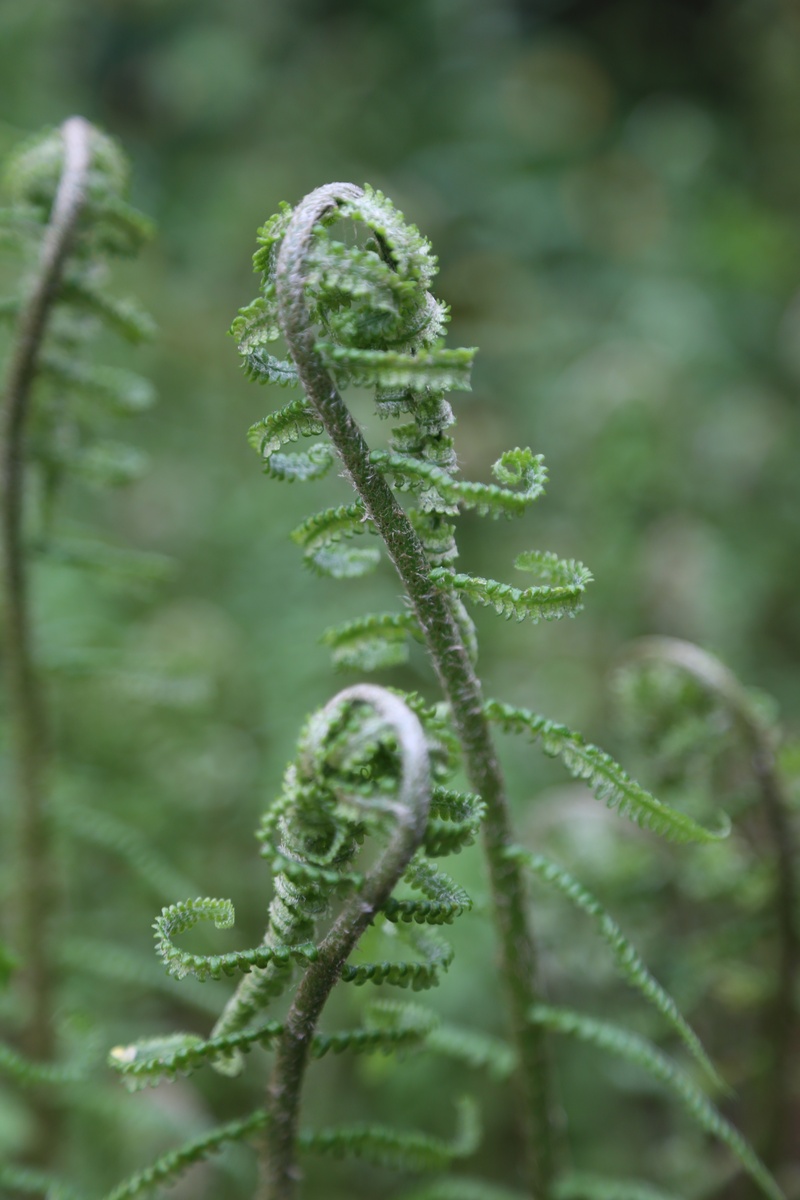 growth, leaf, plant, fragility, outdoors, tendril, green color, fern, tranquility, nature, flower, close-up, selective focus, beauty in nature, 5K, freshness
