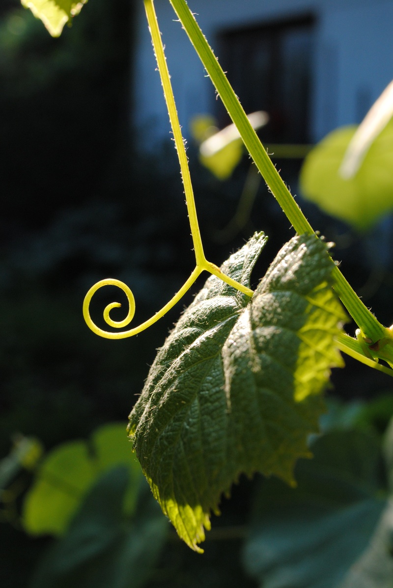 focus on foreground, sunlight, vulnerability, wine, tendril, close-up, growth, outdoors, selective focus, fragility, leaf, plant stem, beauty in nature
