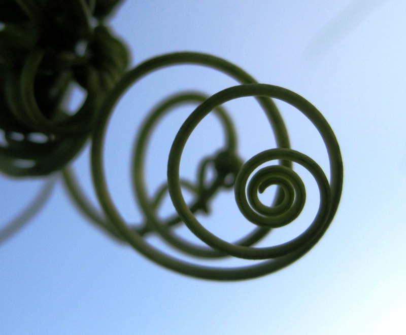 circles, design, blue, twisted, no people, clear sky, sky, curled up, indoors, plant, day, tangled, metal, studio shot, close-up, tendril, curled, concentric