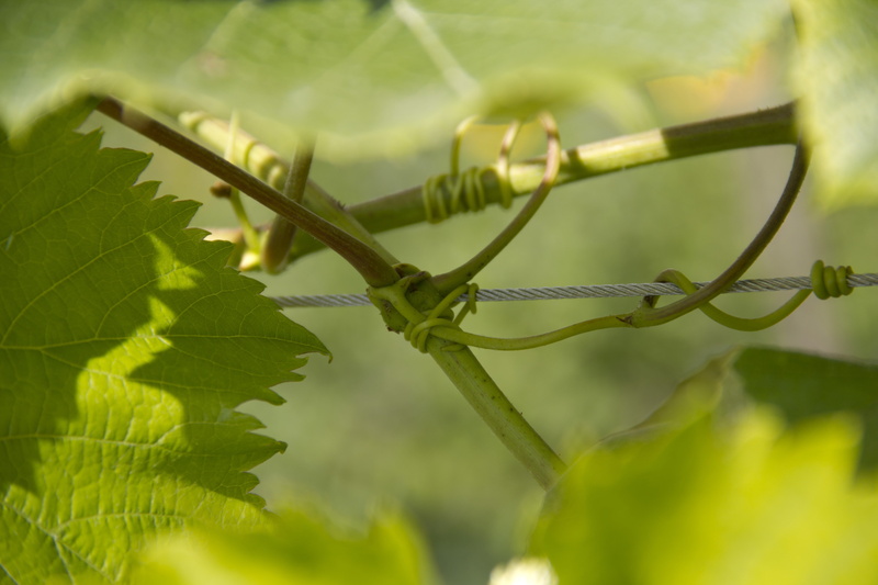 close-up, vine, plant part, wire, grapes, day, winegrowing, nature, 5K, leaf, security, green, focus on foreground, wine, vineyard, rebstock, vines, selective focus