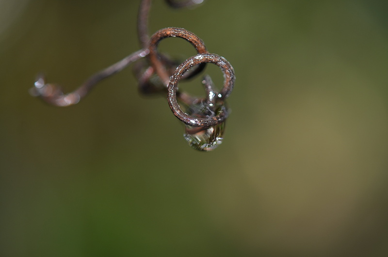 tendril, shape, focus on foreground, waterdrop, emotion, hanging, plant, drop, macro, love, nature, indoors, positive emotion, reflection, rain, jewelry
