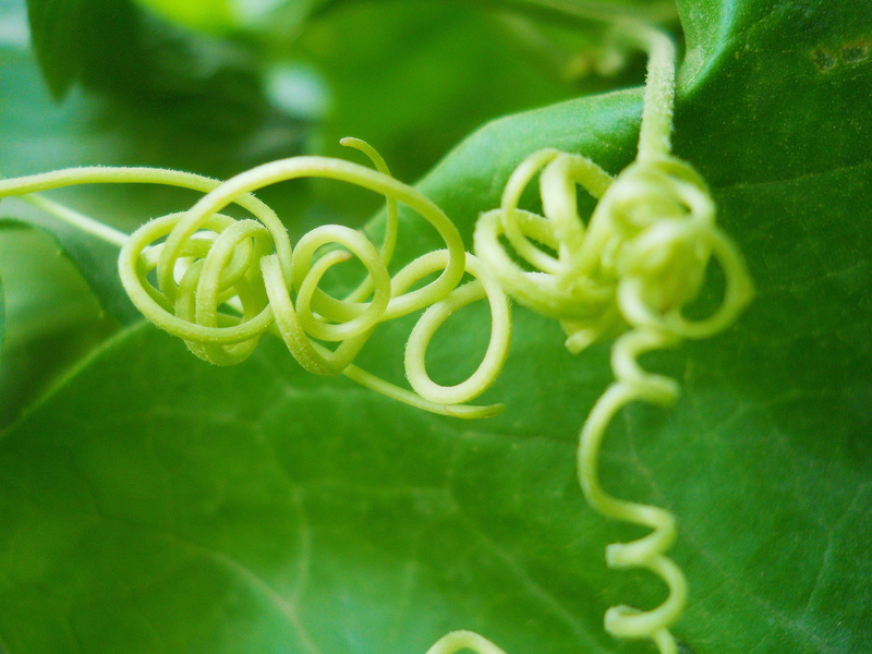 close-up, green color, macro, food, natural, plant, vegetable, curled up, healthy eating, vine, spiral, green, no people, growth, tendril, 4K, wellbeing