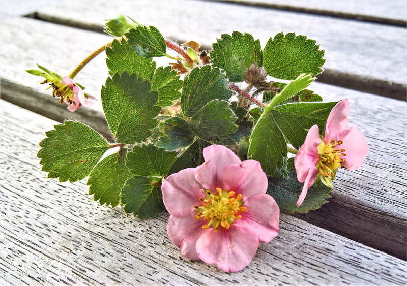 no people, plant part, flowering plant, bloom, inflorescence, fruit harvest, plant, day, grow, beauty in nature, growth, new strawberry plant, pink color